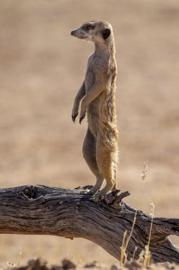 PHOTOWALL / Meerkat Standing (e331543)