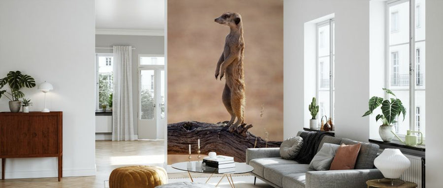 PHOTOWALL / Meerkat Standing (e331543)