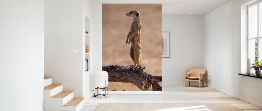 PHOTOWALL / Meerkat Standing (e331543)