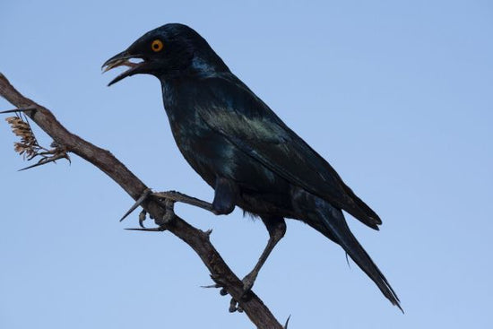 PHOTOWALL / American Crow (e331544)