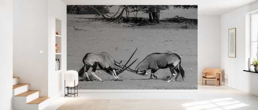 PHOTOWALL / Gemsbok Fighting (e331545)