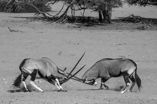 PHOTOWALL / Gemsbok Fighting (e331545)