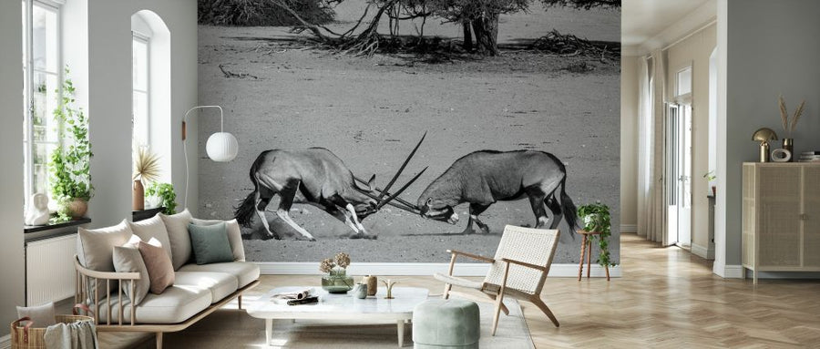 PHOTOWALL / Gemsbok Fighting (e331545)