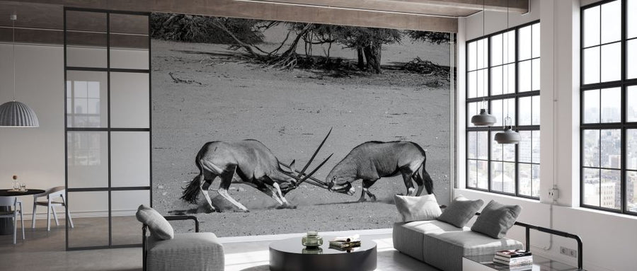 PHOTOWALL / Gemsbok Fighting (e331545)