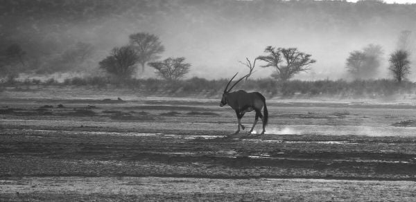 PHOTOWALL / Antelope - BW (e331548)