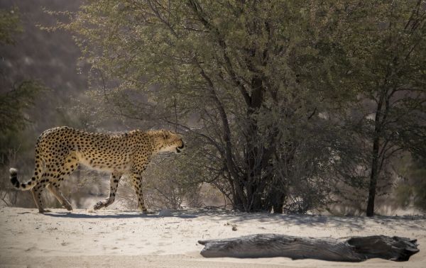 PHOTOWALL / Cheetah Walking (e331549)