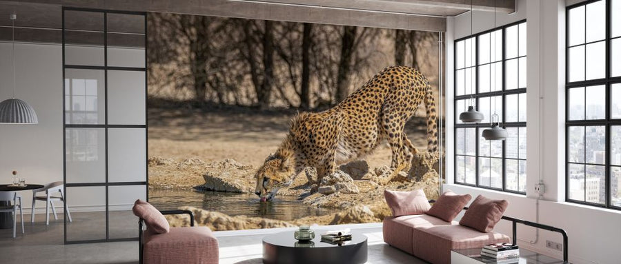 PHOTOWALL / Cheetah Drinking II (e331550)