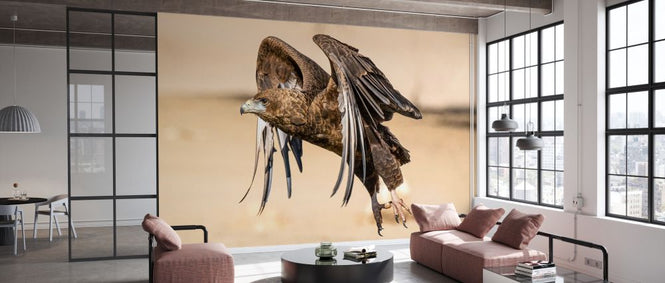 PHOTOWALL / Hawk Flying (e331551)