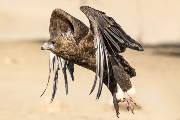 PHOTOWALL / Hawk Flying (e331551)