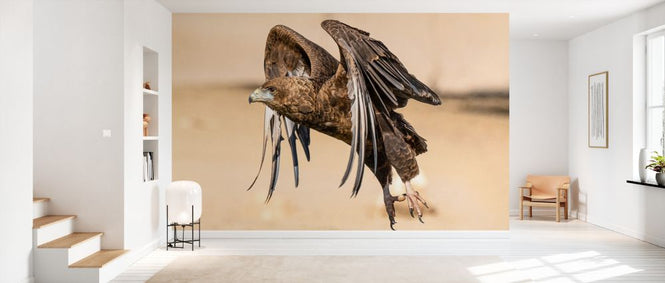 PHOTOWALL / Hawk Flying (e331551)