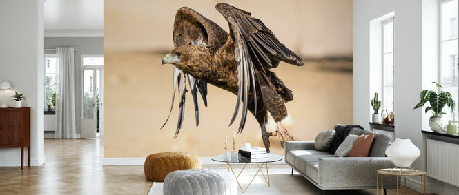 PHOTOWALL / Hawk Flying (e331551)