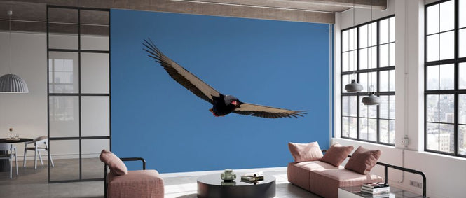 PHOTOWALL / Condor Flying (e331561)