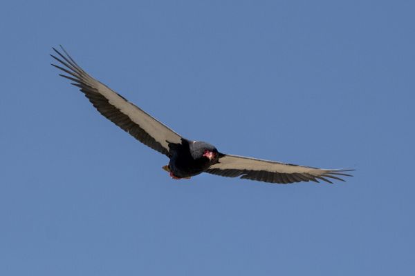 PHOTOWALL / Condor Flying (e331561)