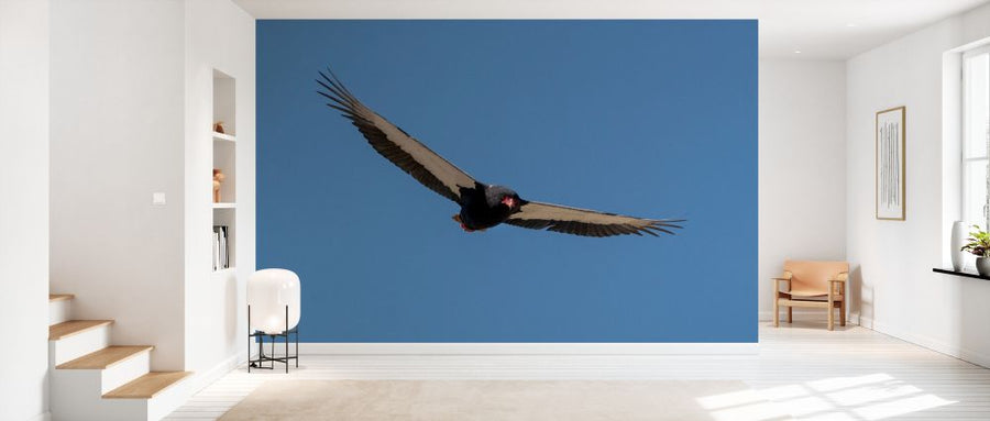 PHOTOWALL / Condor Flying (e331561)
