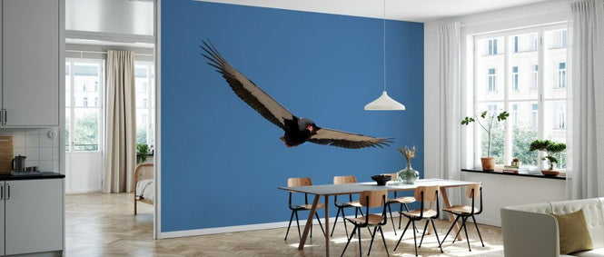 PHOTOWALL / Condor Flying (e331561)