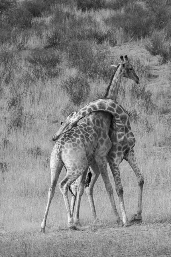 PHOTOWALL / Giraffes (e331563)