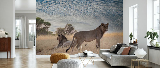 PHOTOWALL / Lions in Shrubland (e331567)
