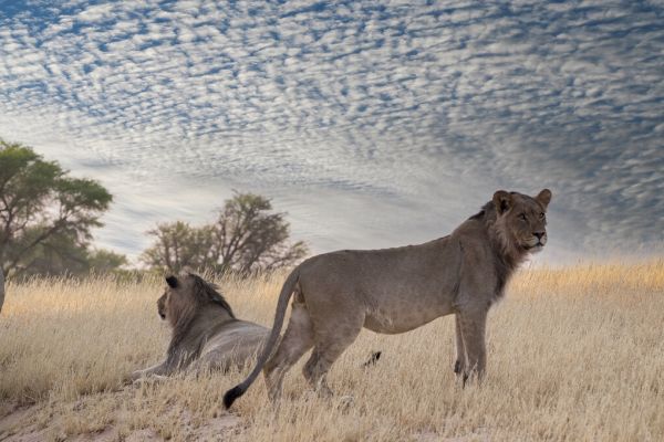 PHOTOWALL / Lions in Shrubland (e331567)