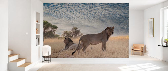 PHOTOWALL / Lions in Shrubland (e331567)