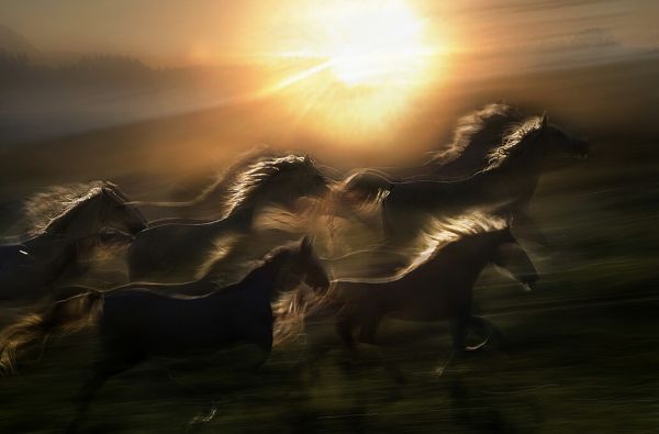 PHOTOWALL / Morning Gallop (e331173)