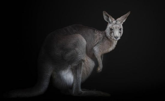 PHOTOWALL / Kangaroo (e331180)