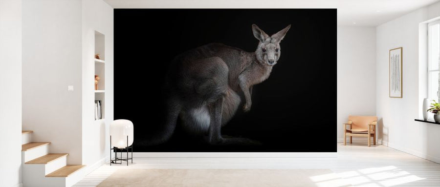 PHOTOWALL / Kangaroo (e331180)