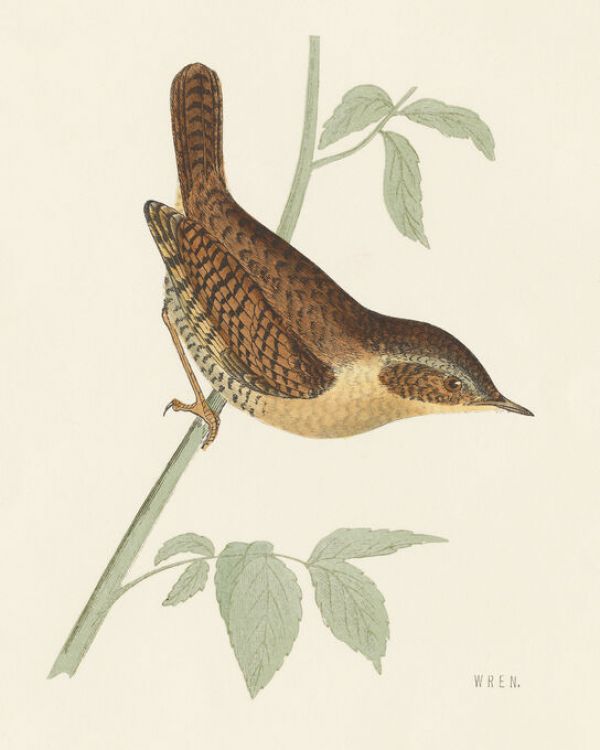 PHOTOWALL / Engraved Birds (e330860)
