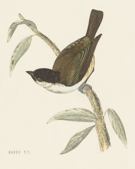 PHOTOWALL / Engraved Birds II (e330861)