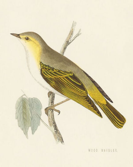 PHOTOWALL / Engraved Birds III (e330862)