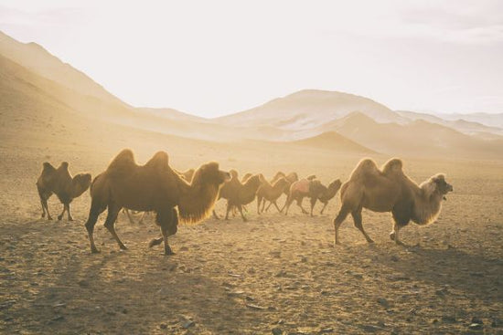 PHOTOWALL / Camels on the Move (e330865)