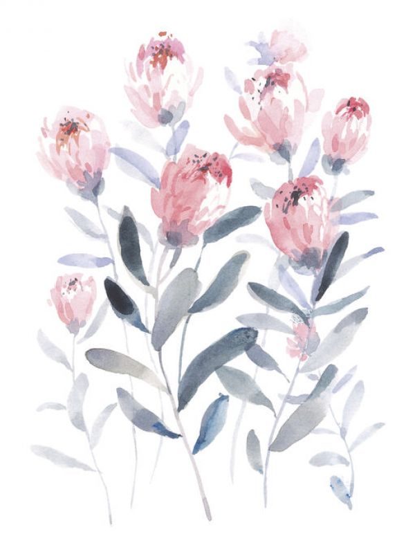 PHOTOWALL / All the Protea (e330912)