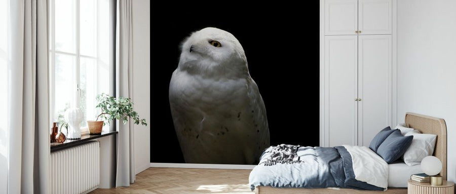 PHOTOWALL / Snowy Owl Looks to the Sun (e330983)