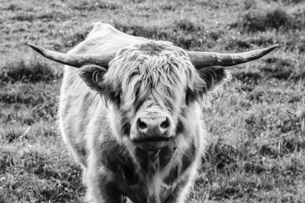 PHOTOWALL / Highland Cow Staring Contest (e330985)