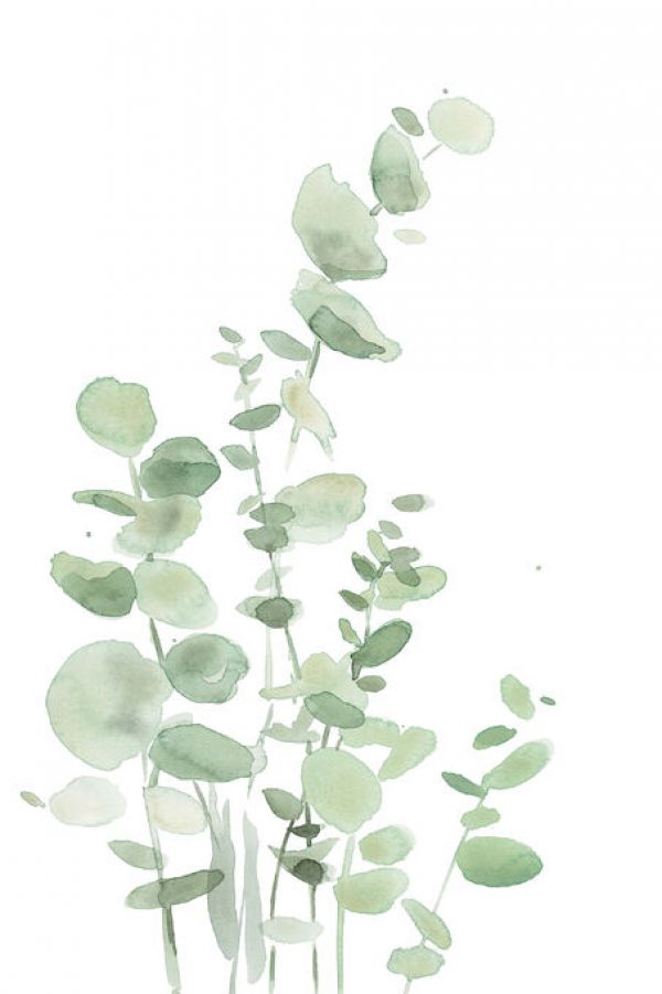 PHOTOWALL / Eucalyptus (e330989)