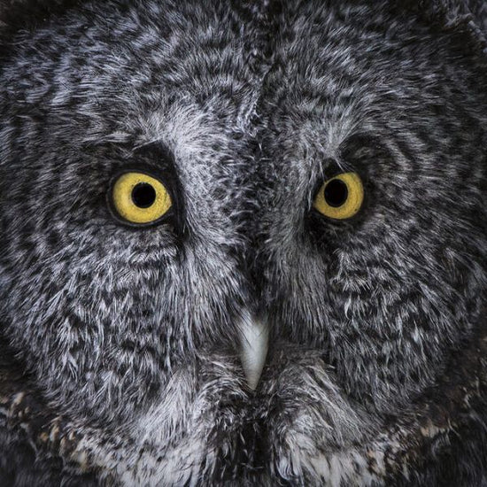 PHOTOWALL / Great Grey Owl (e330993)