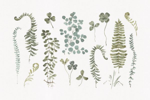 PHOTOWALL / Fern Study 01 (e331442)