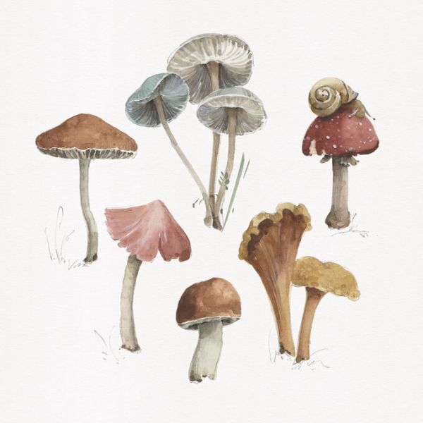 PHOTOWALL / Mushroom Medley 02 (e331449)