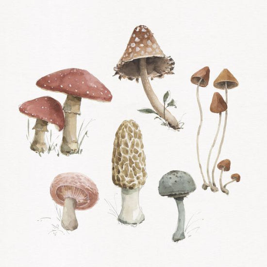 PHOTOWALL / Mushroom Medley 03 (e331450)