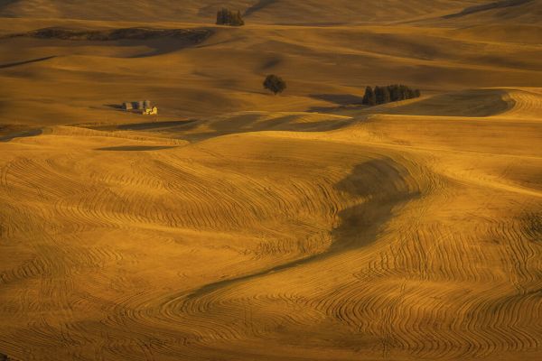 PHOTOWALL / Wheat Field in Sunset (e331578)