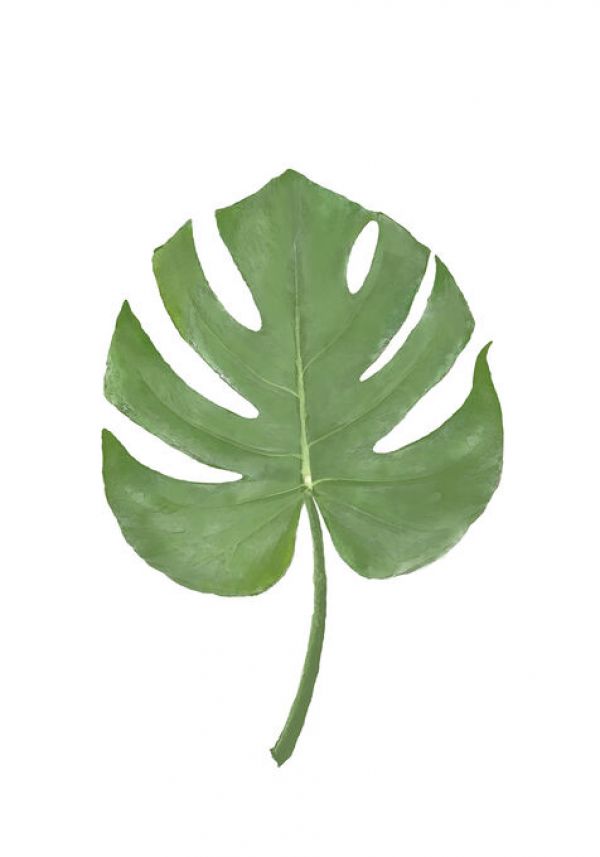 PHOTOWALL / Monstera Aqua 07 (e331592)