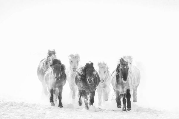 PHOTOWALL / Horses - BW (e331599)