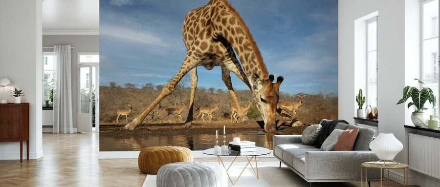 PHOTOWALL / Giraffe Drinking Water (e331600)
