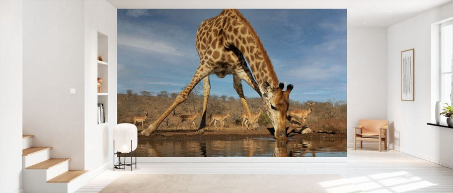 PHOTOWALL / Giraffe Drinking Water (e331600)