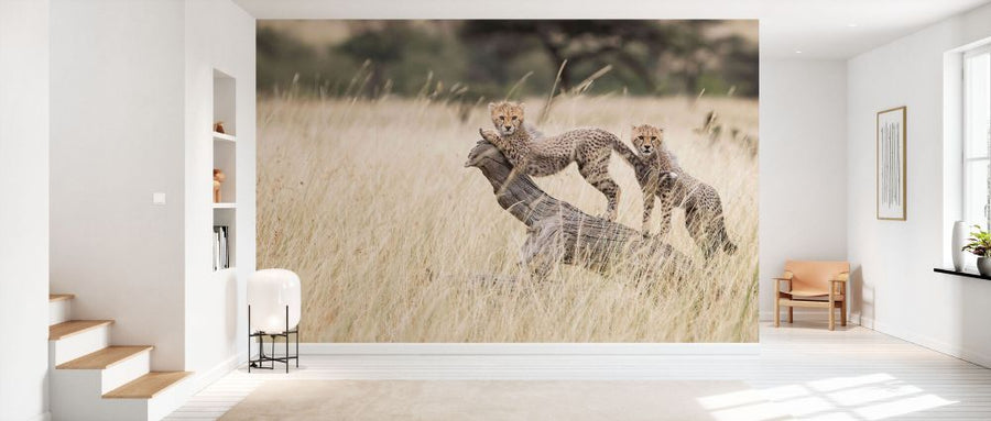 PHOTOWALL / Cheetah Cubs (e331601)