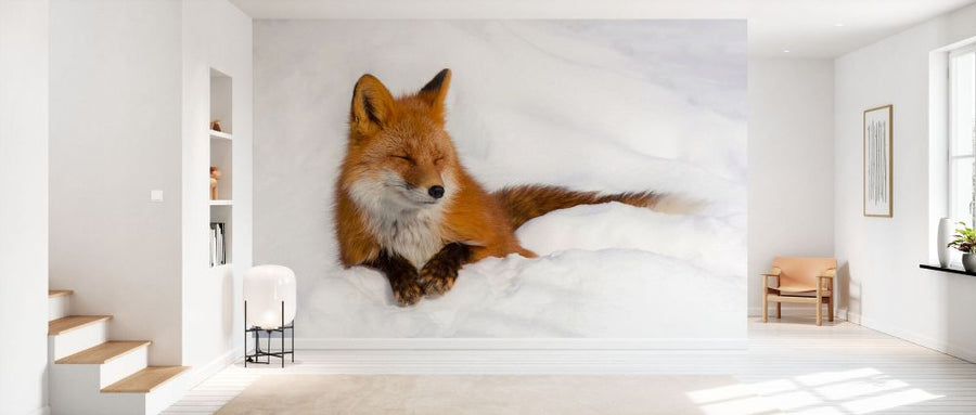 PHOTOWALL / Red Fox in the Snow (e331602)