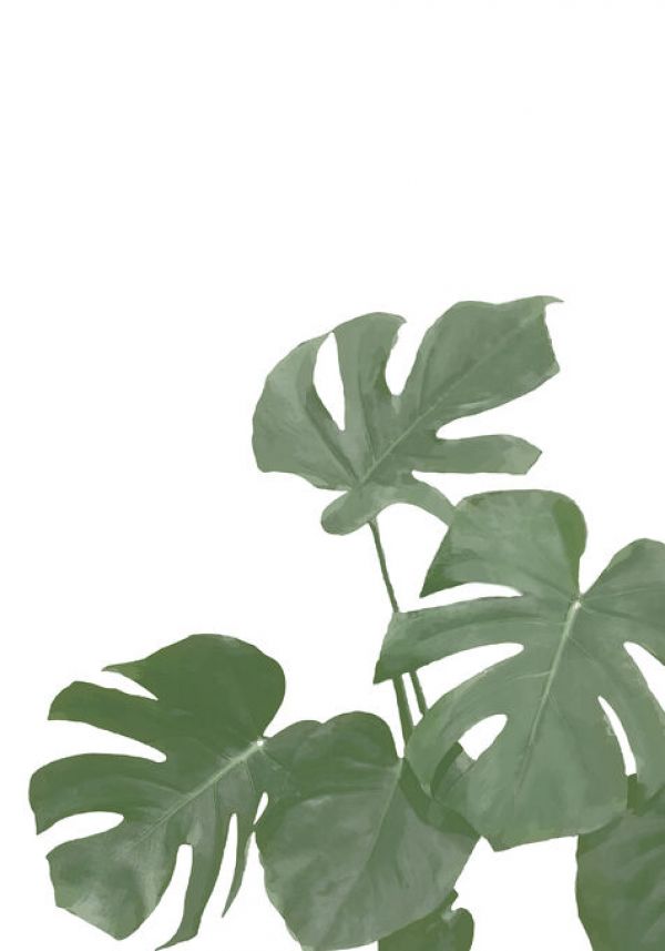 PHOTOWALL / Monstera Aqua 04 (e331641)