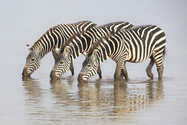 PHOTOWALL / Zebras (e331647)