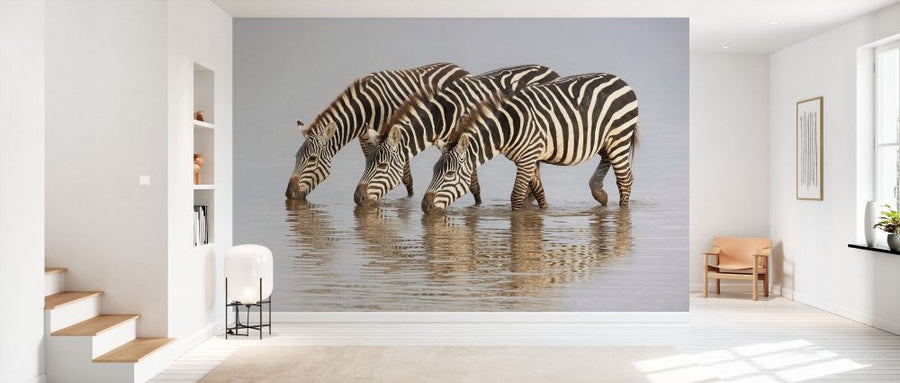 PHOTOWALL / Zebras (e331647)