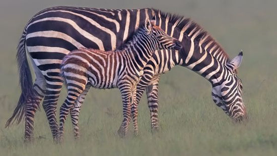 PHOTOWALL / Zebra and Foal (e331660)