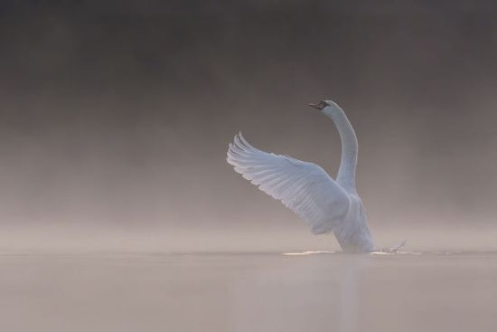 PHOTOWALL / Tundra Swan (e331662)